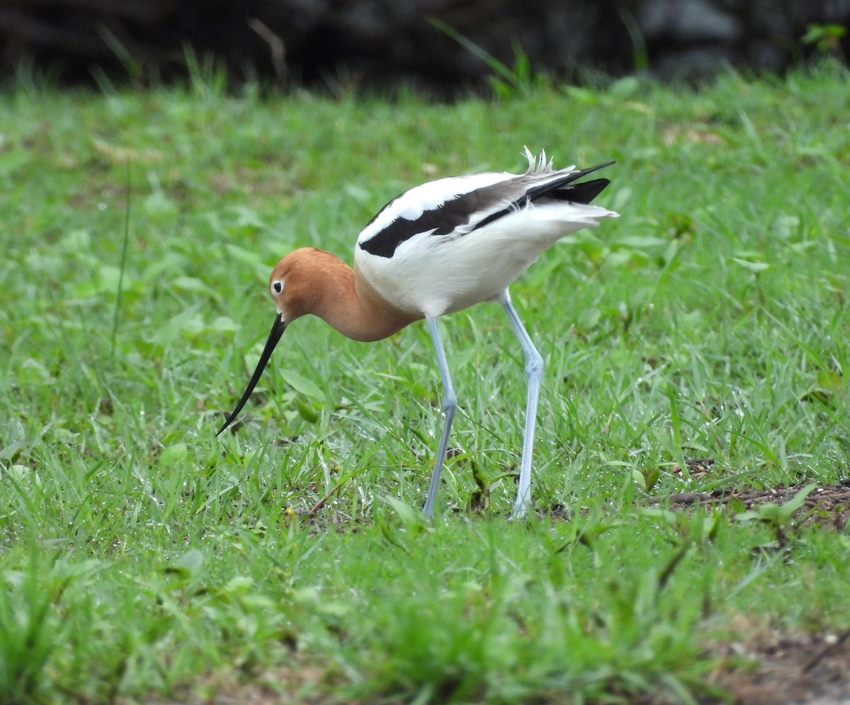 American Avocet - ML617689482