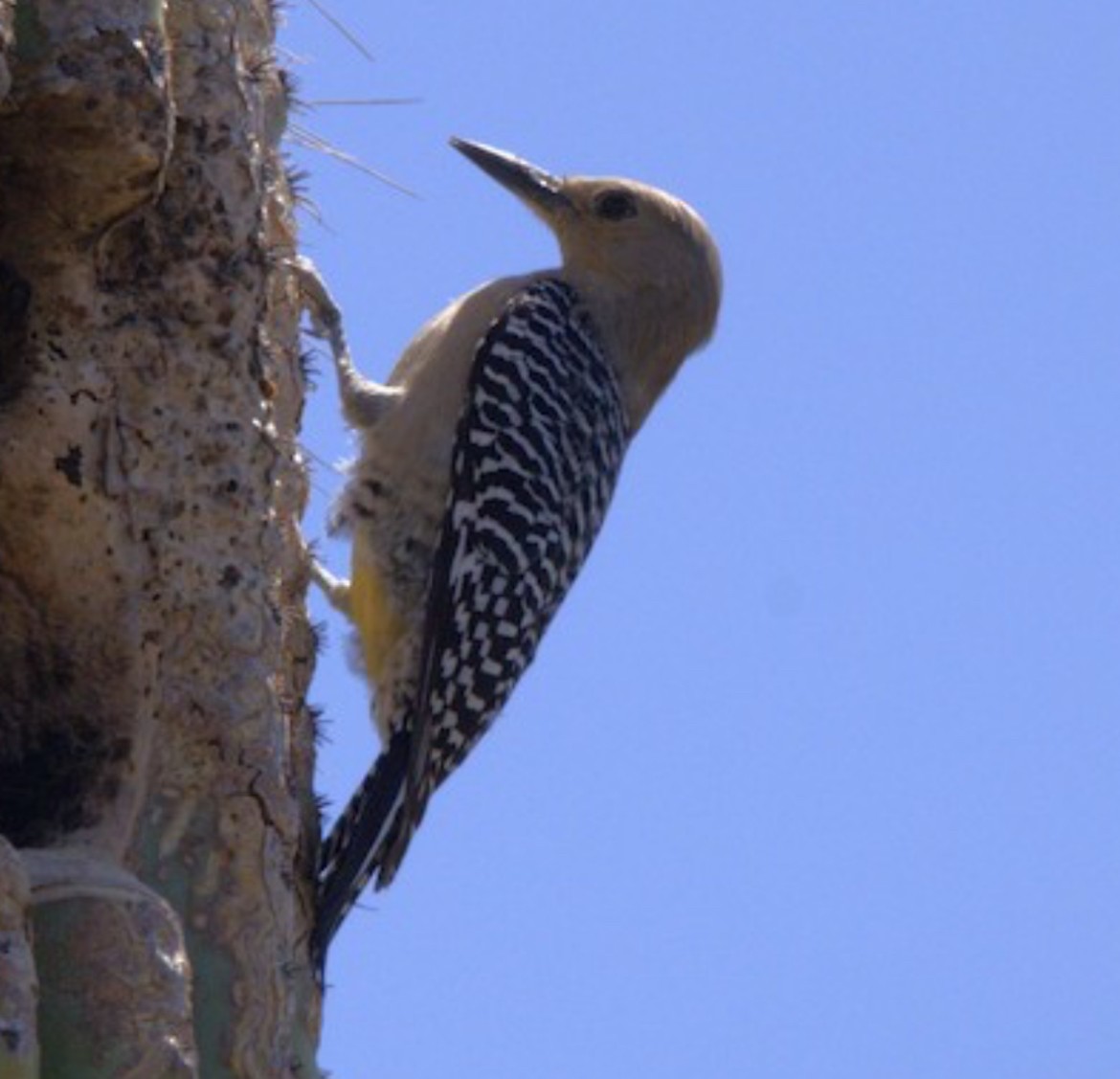 Gila Woodpecker - ML617689518