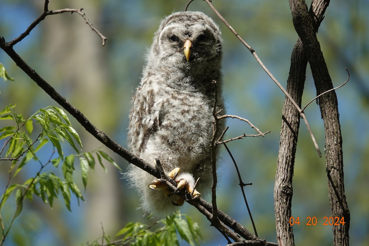 Barred Owl - Jerry Hemmersmeyer