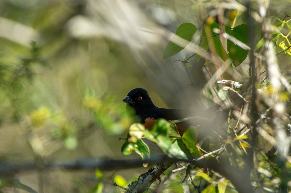 Eastern Towhee (Red-eyed) - ML617689543