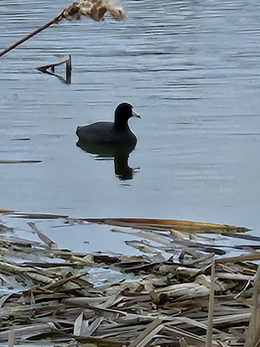 American Coot - ML617689548