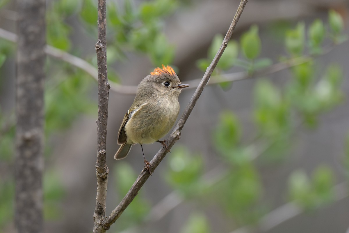 Ruby-crowned Kinglet - Ian Campbell