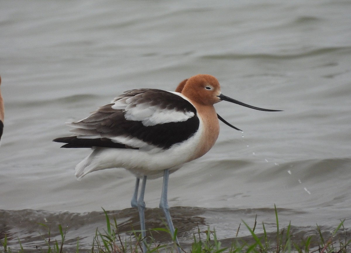 American Avocet - ML617689615