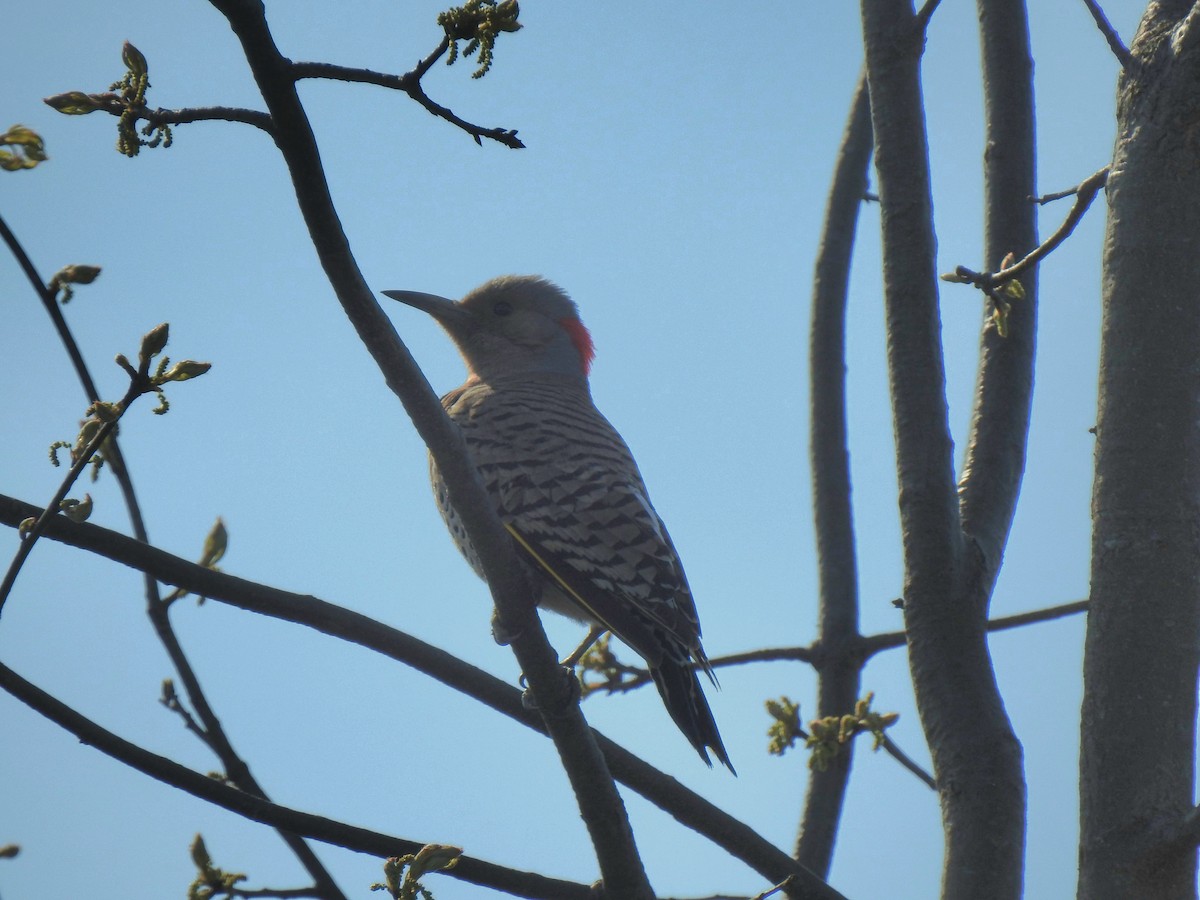 Northern Flicker - ML617689619