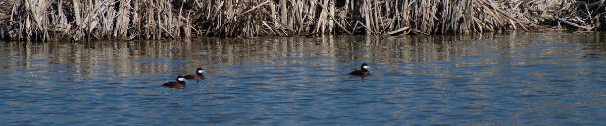 Ruddy Duck - ML617689623