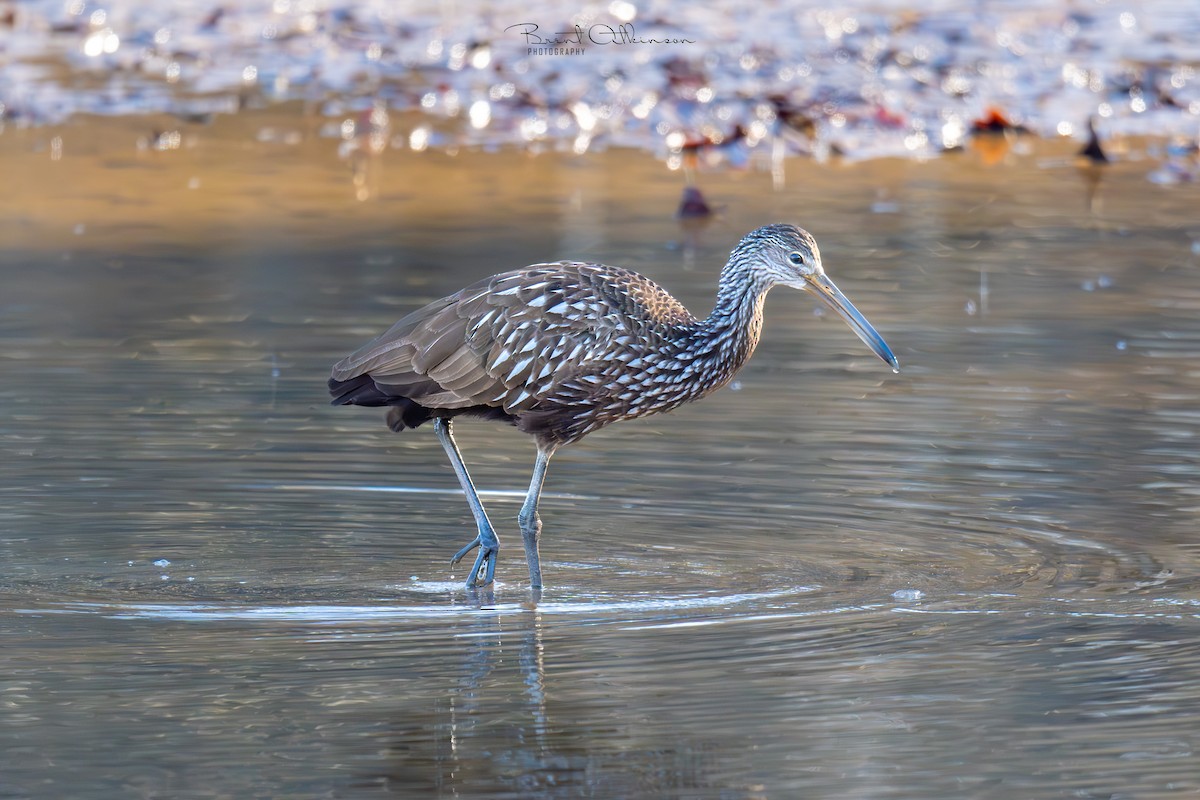 Limpkin - ML617689639