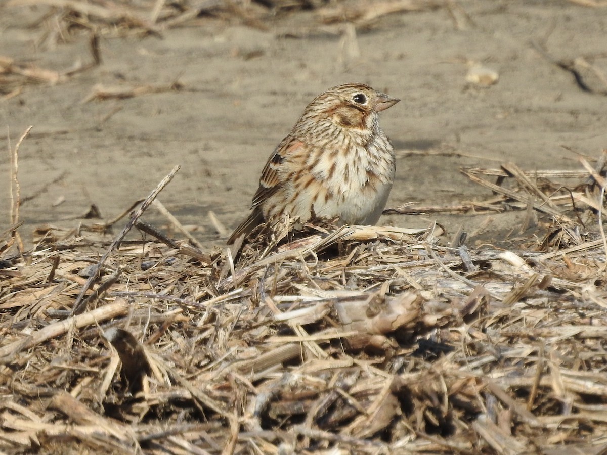 Vesper Sparrow - ML617689657