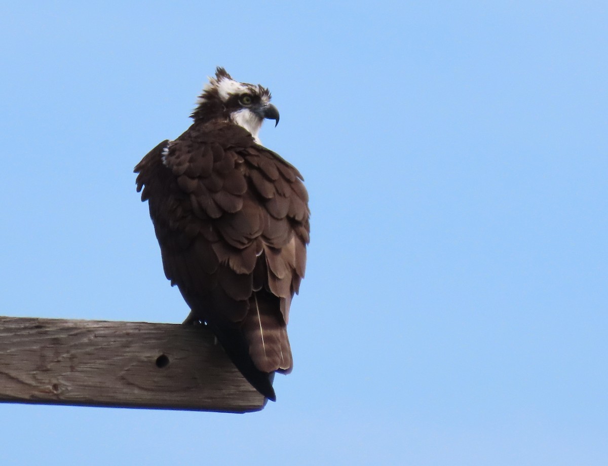 Osprey - Heidi Eaton