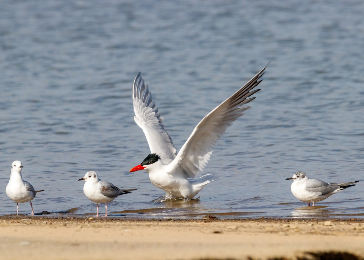 Caspian Tern - ML617689731