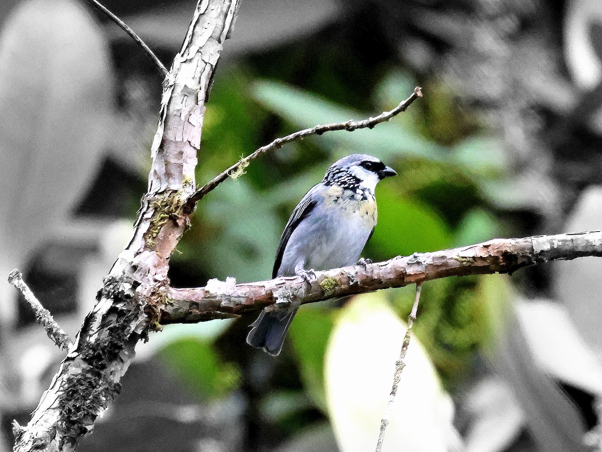 Gray-and-gold Tanager - ML617689732