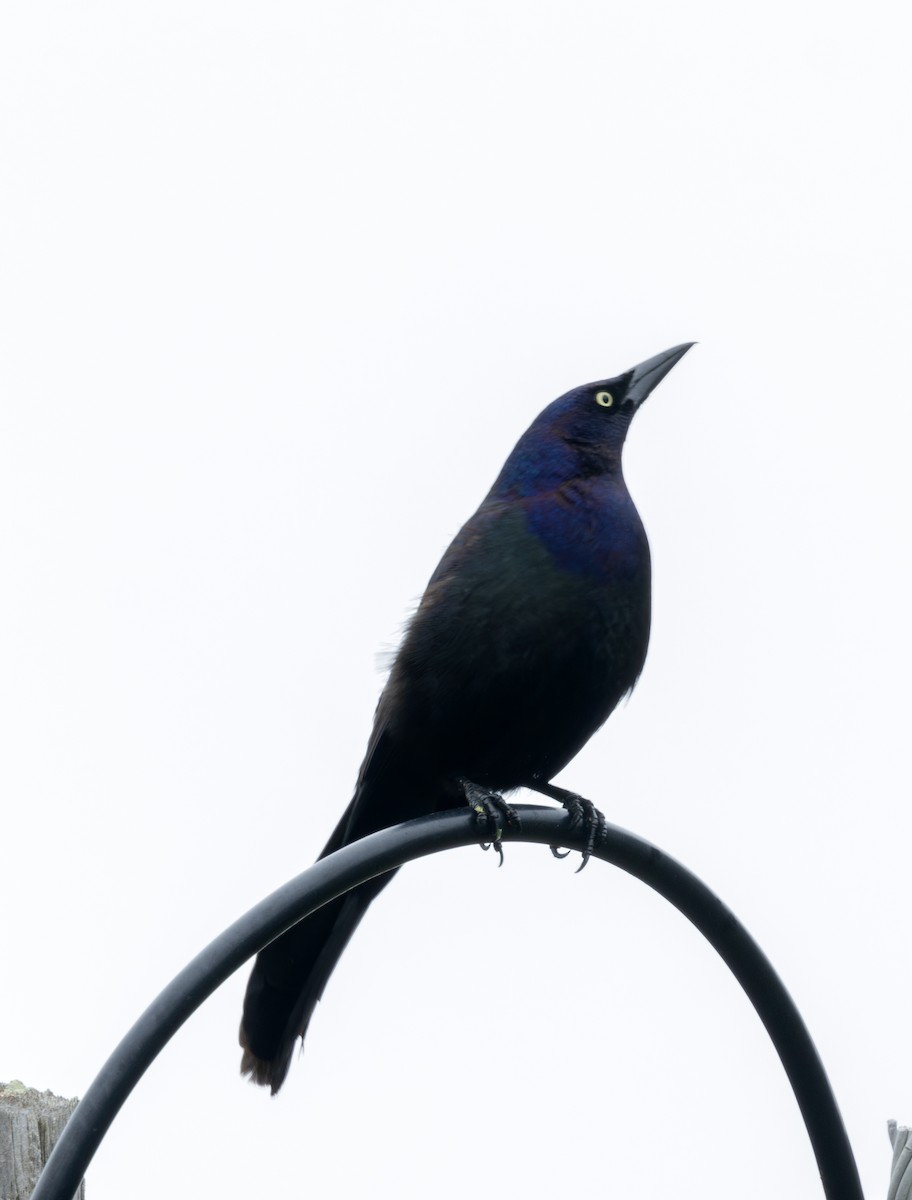 Common Grackle - ML617689741