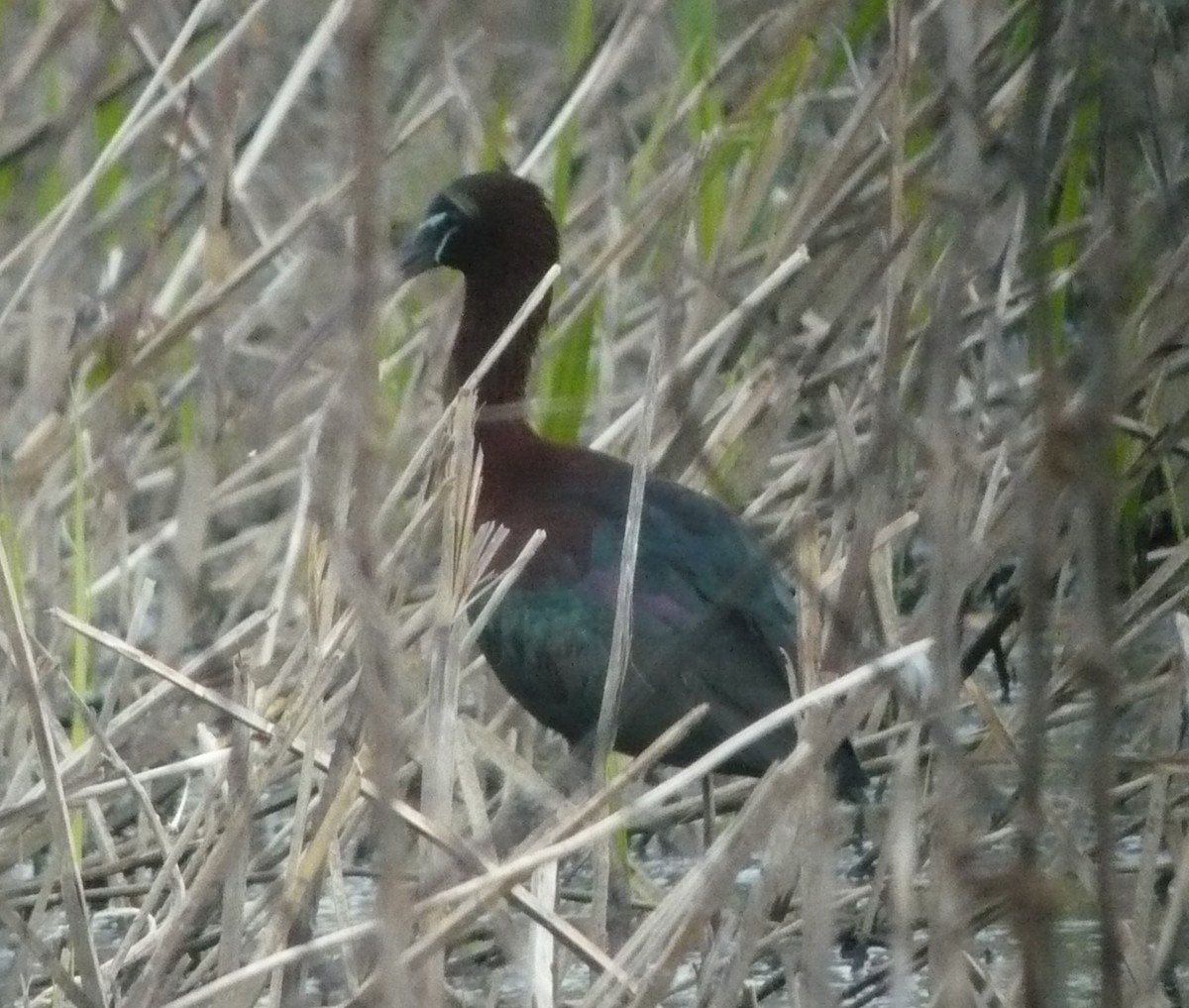 Glossy Ibis - ML617689783