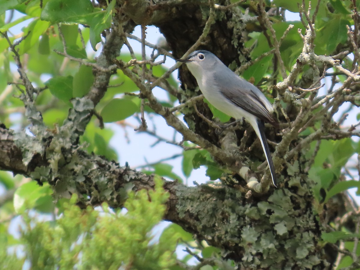 Blue-gray Gnatcatcher - ML617689791