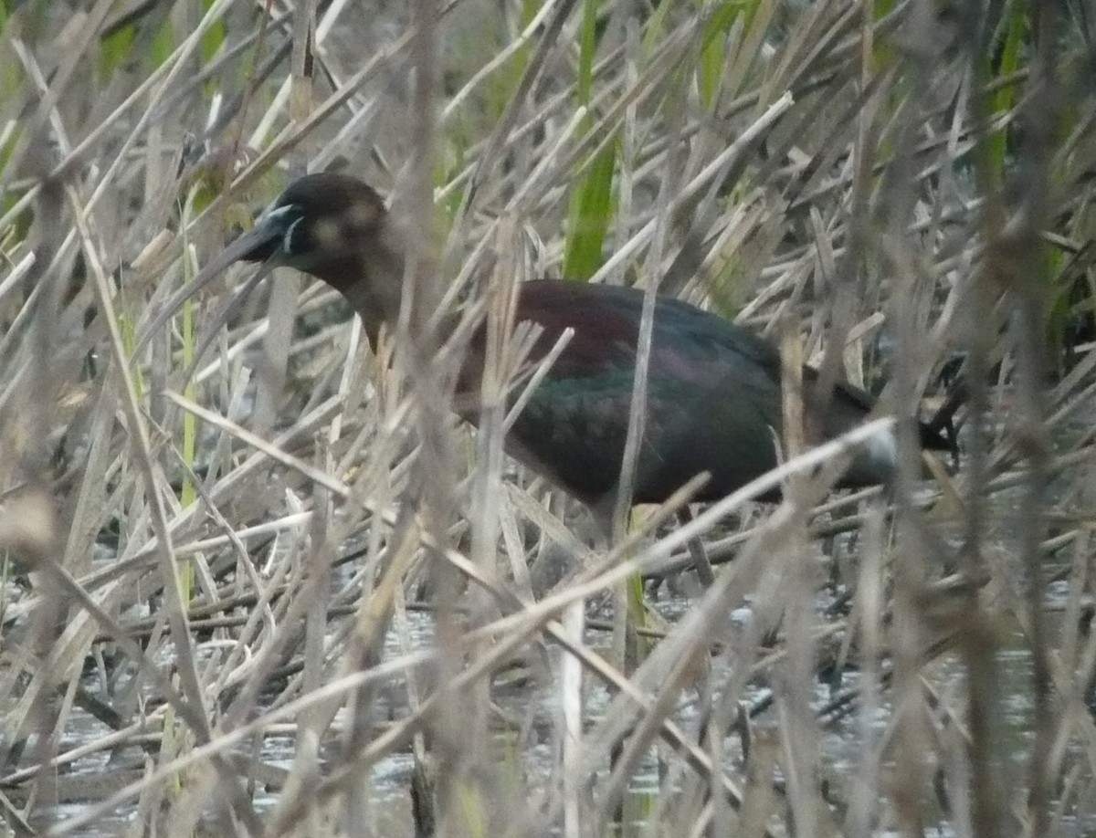 Glossy Ibis - ML617689827