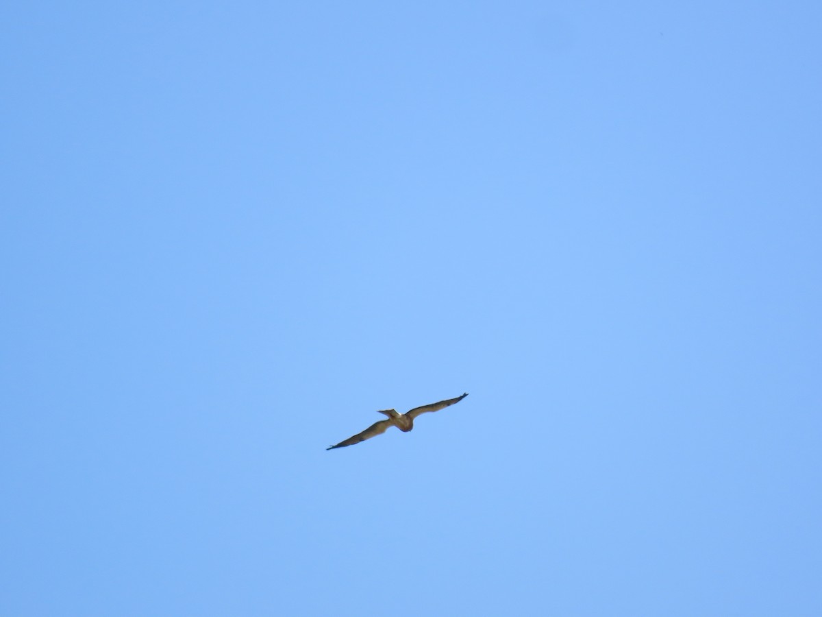 Swainson's Hawk - ML617689841