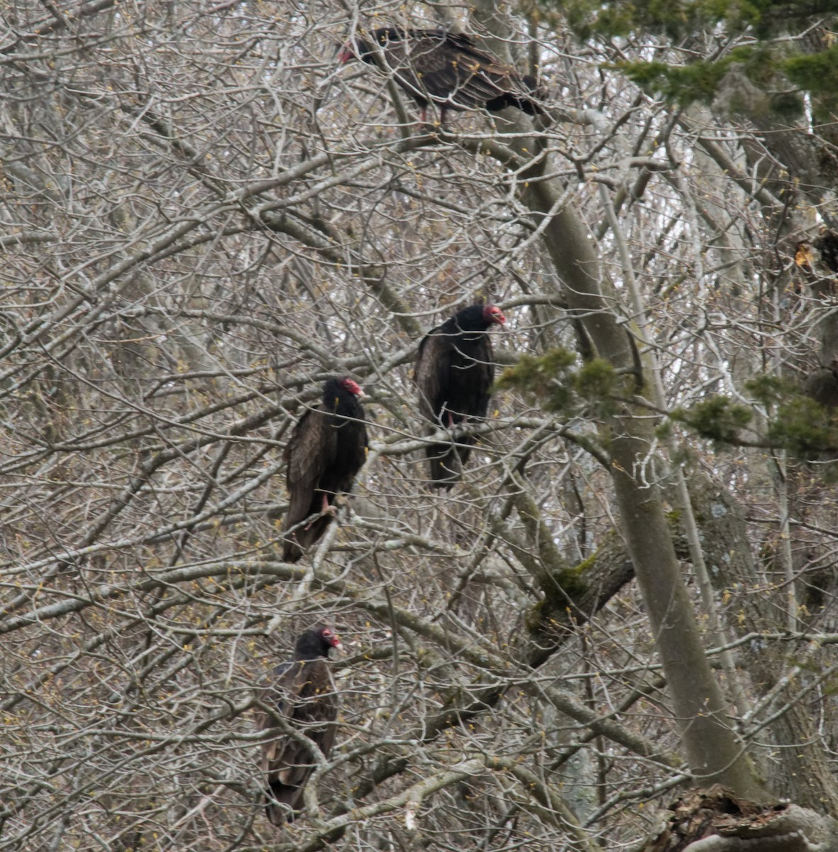 Turkey Vulture - David Hoag