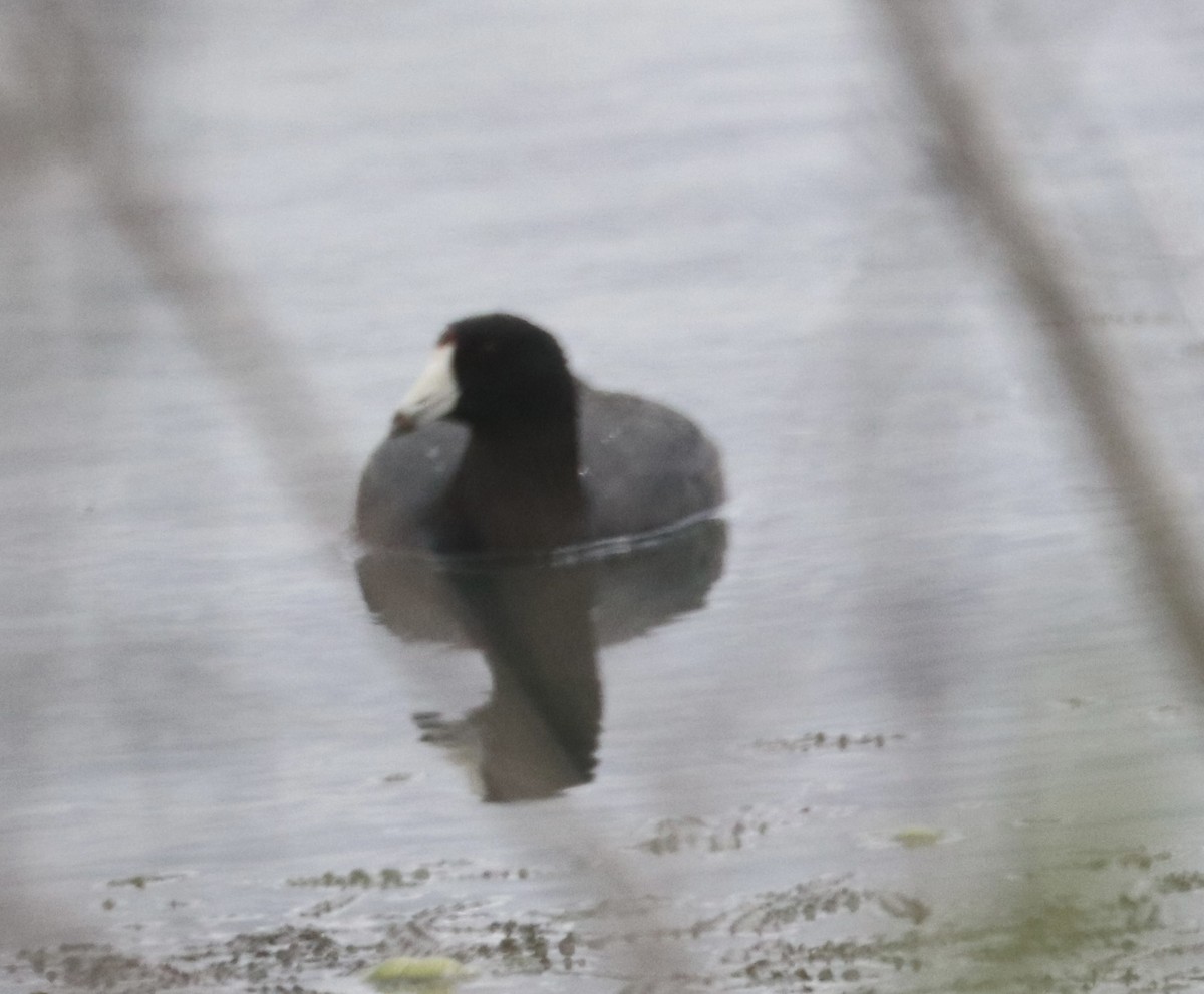 amerikasothøne - ML617689865