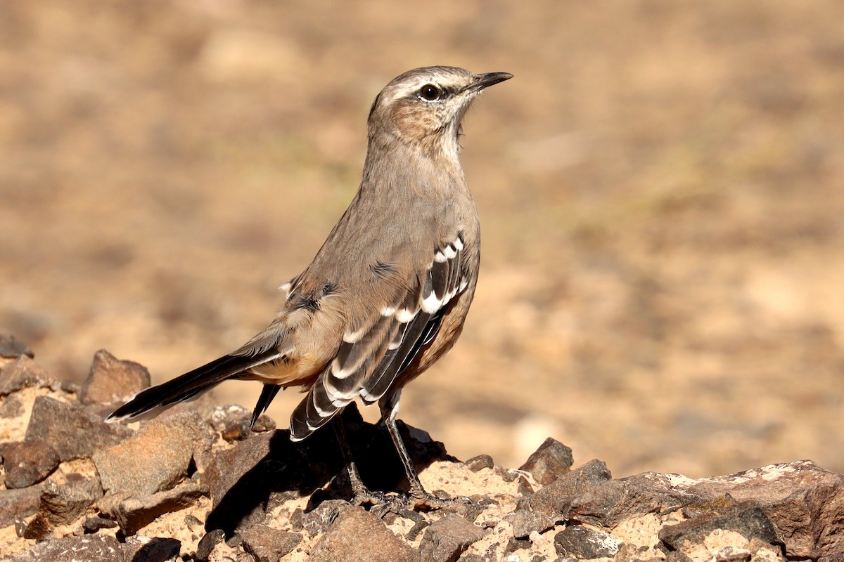 Patagonian Mockingbird - ML617689893