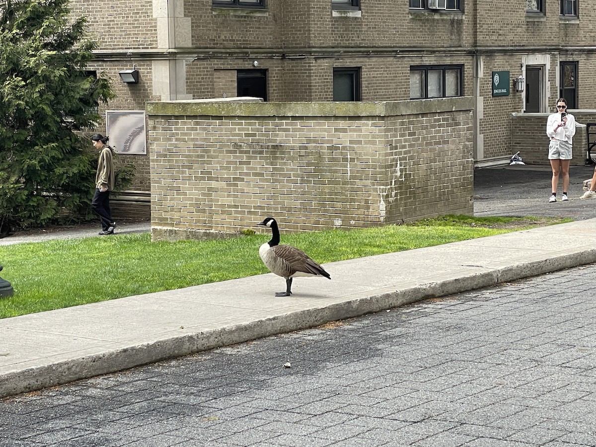 Canada Goose - ML617689915