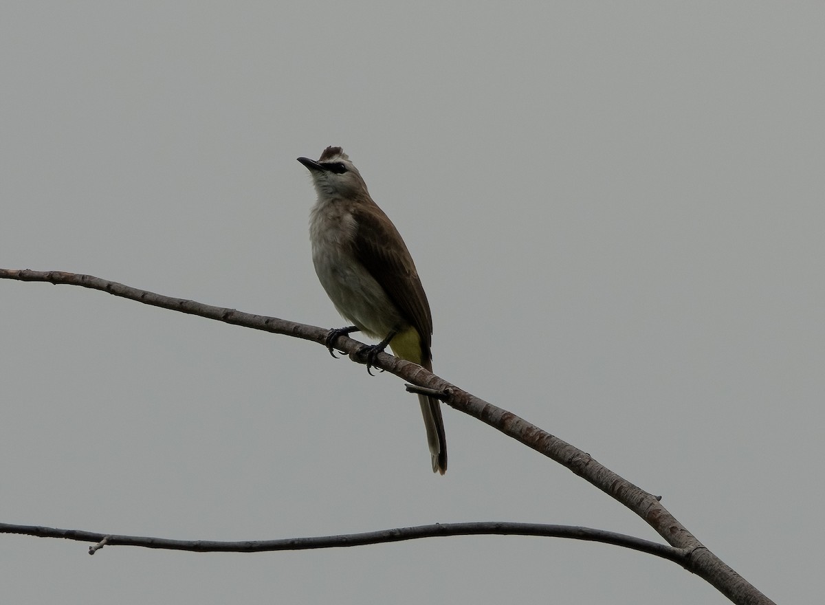 Yellow-vented Bulbul - Mitch Rose