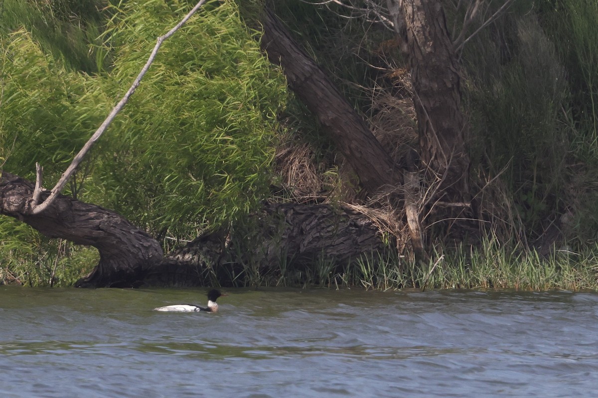 Red-breasted Merganser - ML617689917