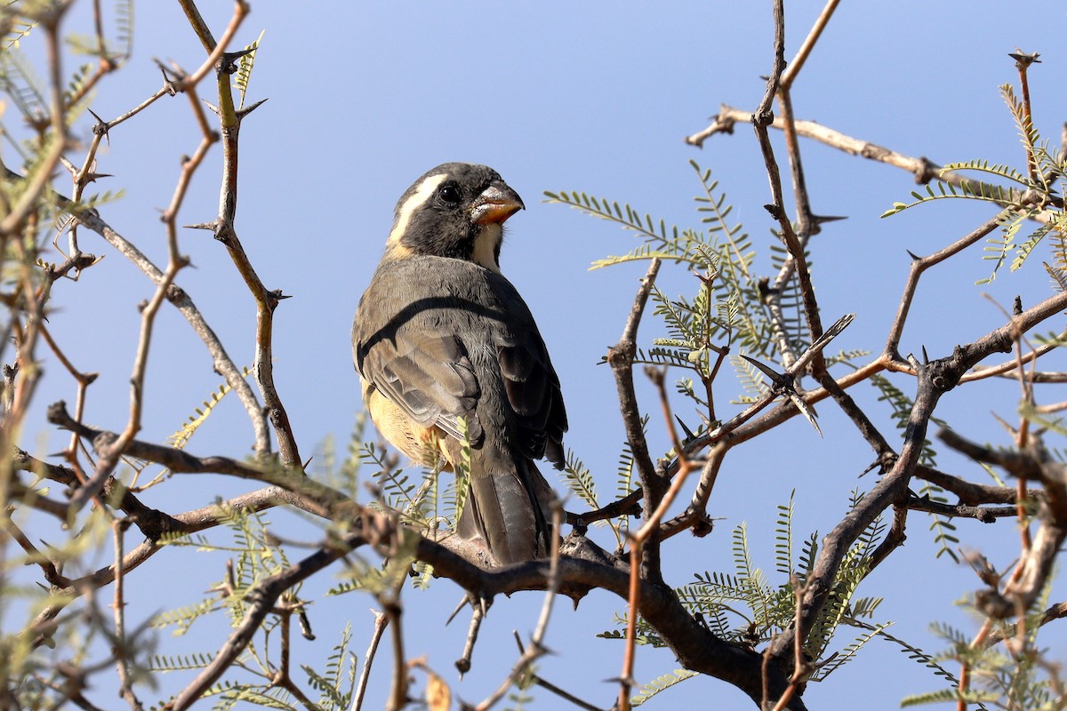 Golden-billed Saltator - ML617689930