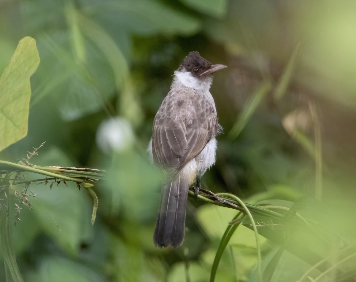 Sooty-headed Bulbul - ML617689932