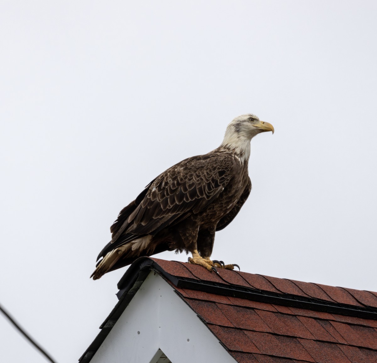 Bald Eagle - ML617689943