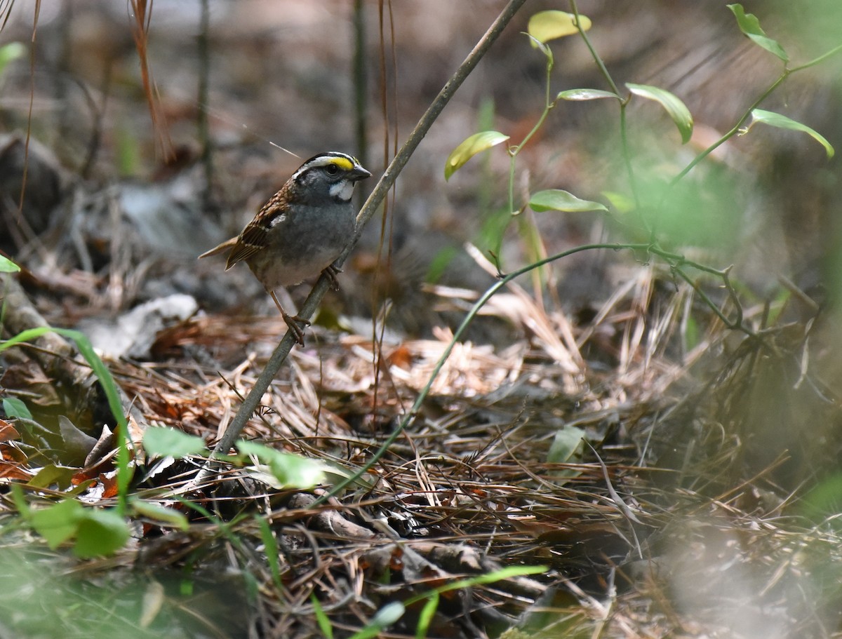 White-throated Sparrow - Mary Hays