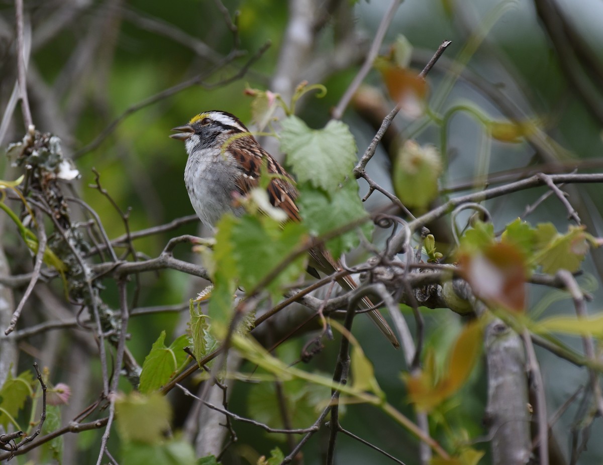 White-throated Sparrow - Mary Hays