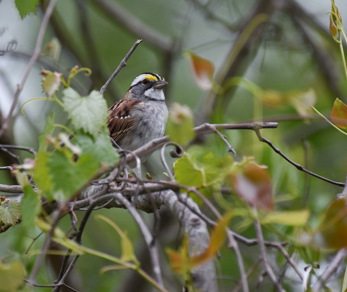 White-throated Sparrow - Mary Hays