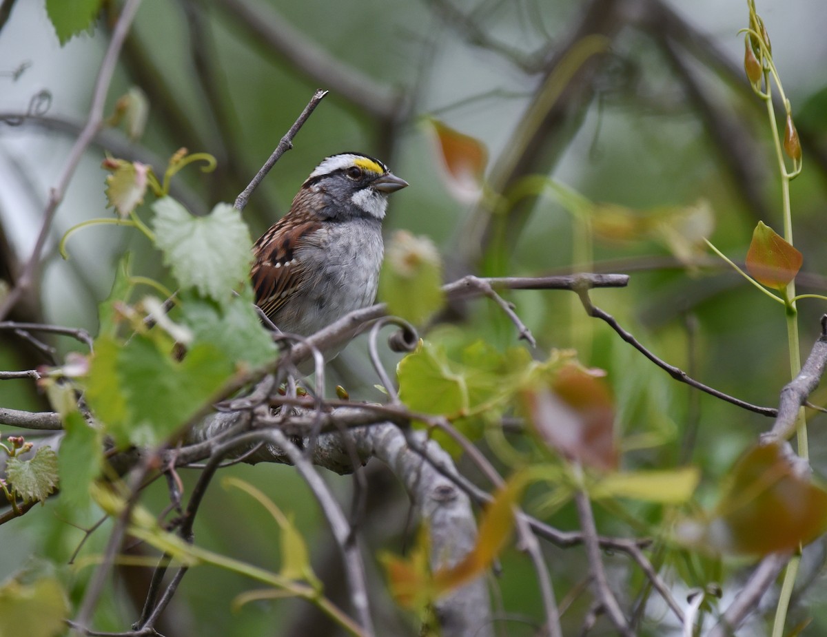 White-throated Sparrow - Mary Hays