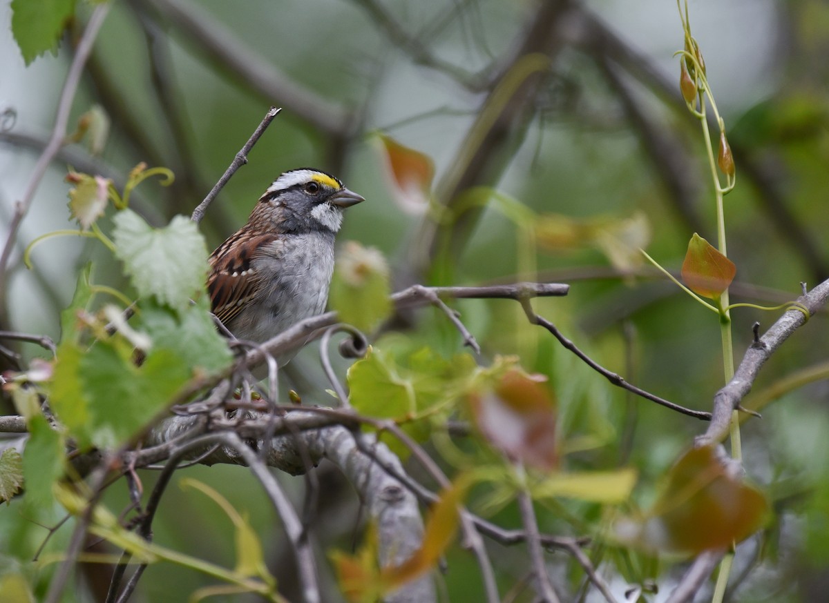 White-throated Sparrow - Mary Hays