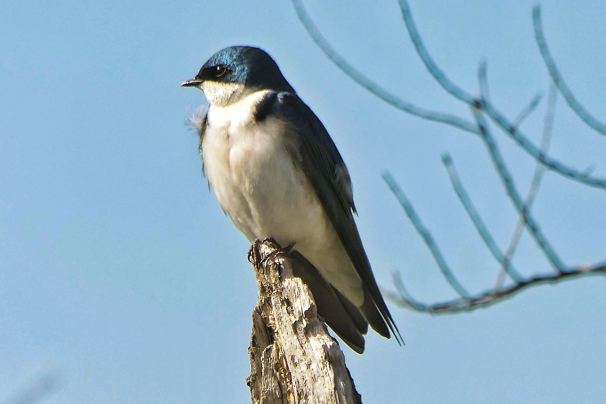 Tree Swallow - ML617689974