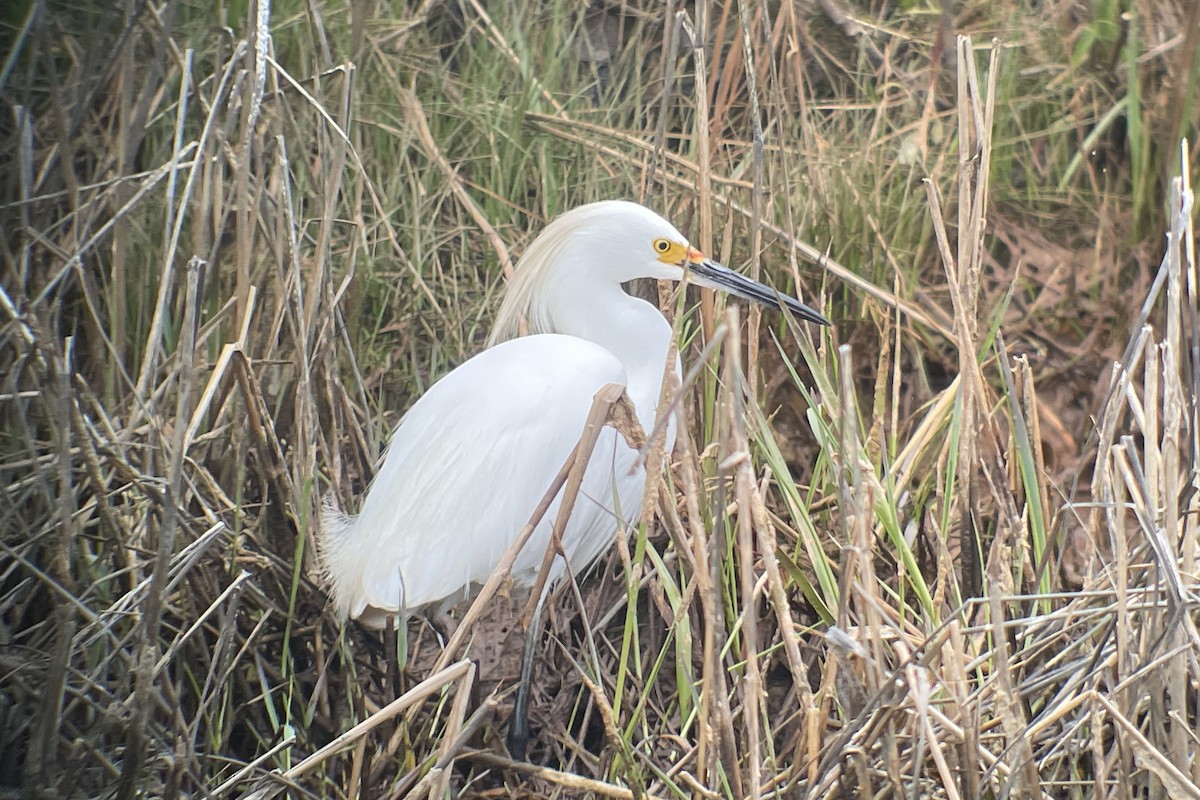 Snowy Egret - ML617689975