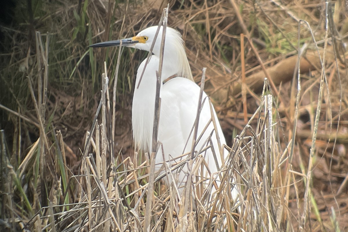 Snowy Egret - Valerie Burdette