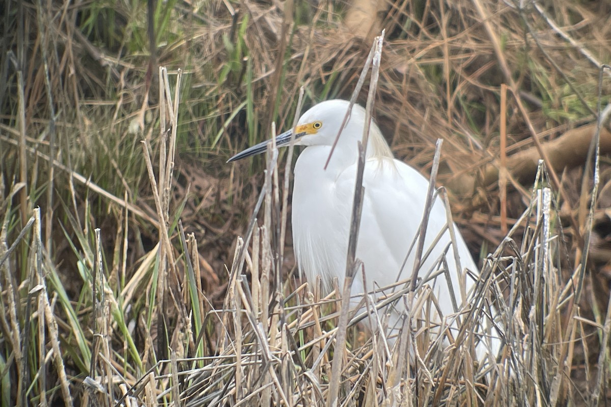 Snowy Egret - ML617689977