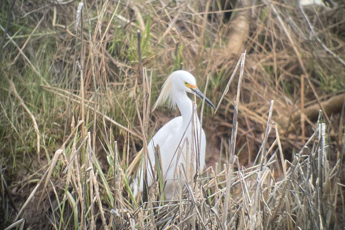 Snowy Egret - ML617689978