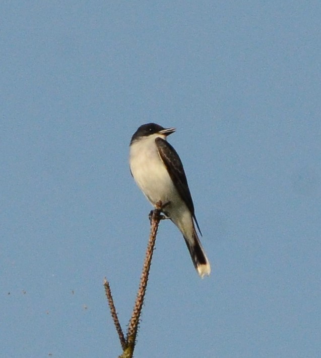 Eastern Kingbird - ML617689980