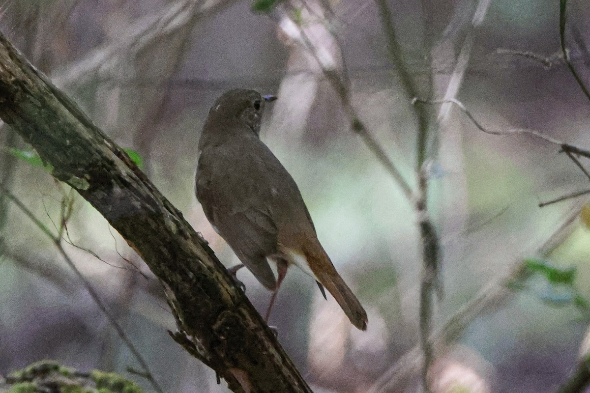 Hermit Thrush - James Smith