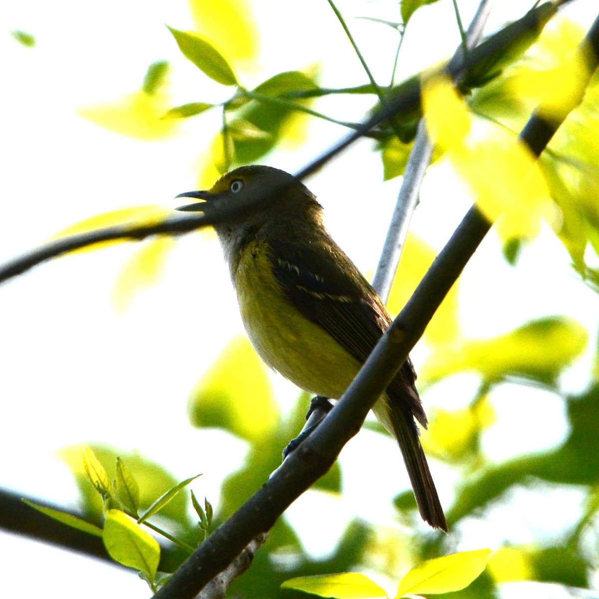 White-eyed Vireo - ML617690001