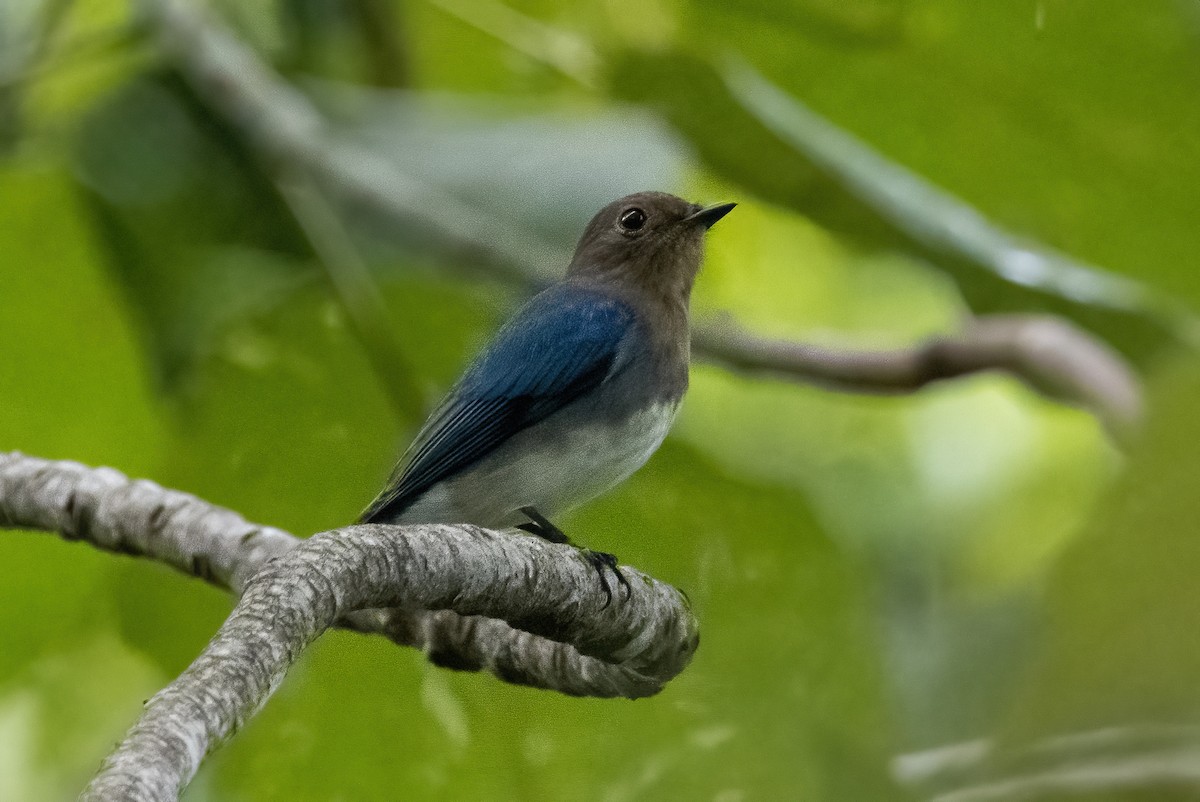 Blue-and-white/Zappey's Flycatcher - Mitch Rose