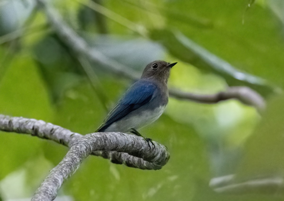 Blue-and-white/Zappey's Flycatcher - Mitch Rose