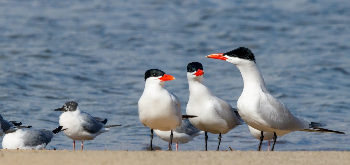 Caspian Tern - ML617690014