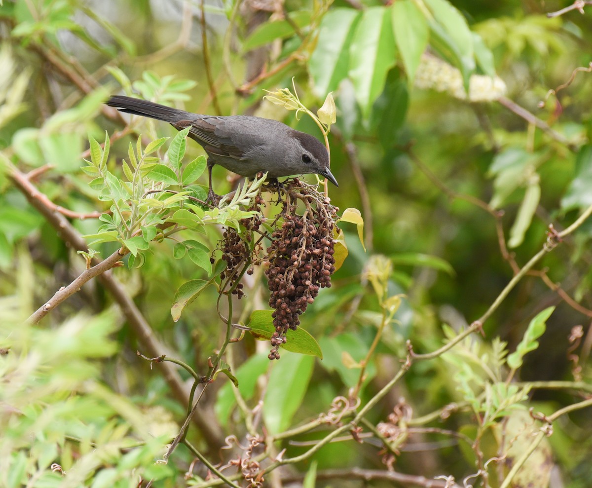 Gray Catbird - ML617690029