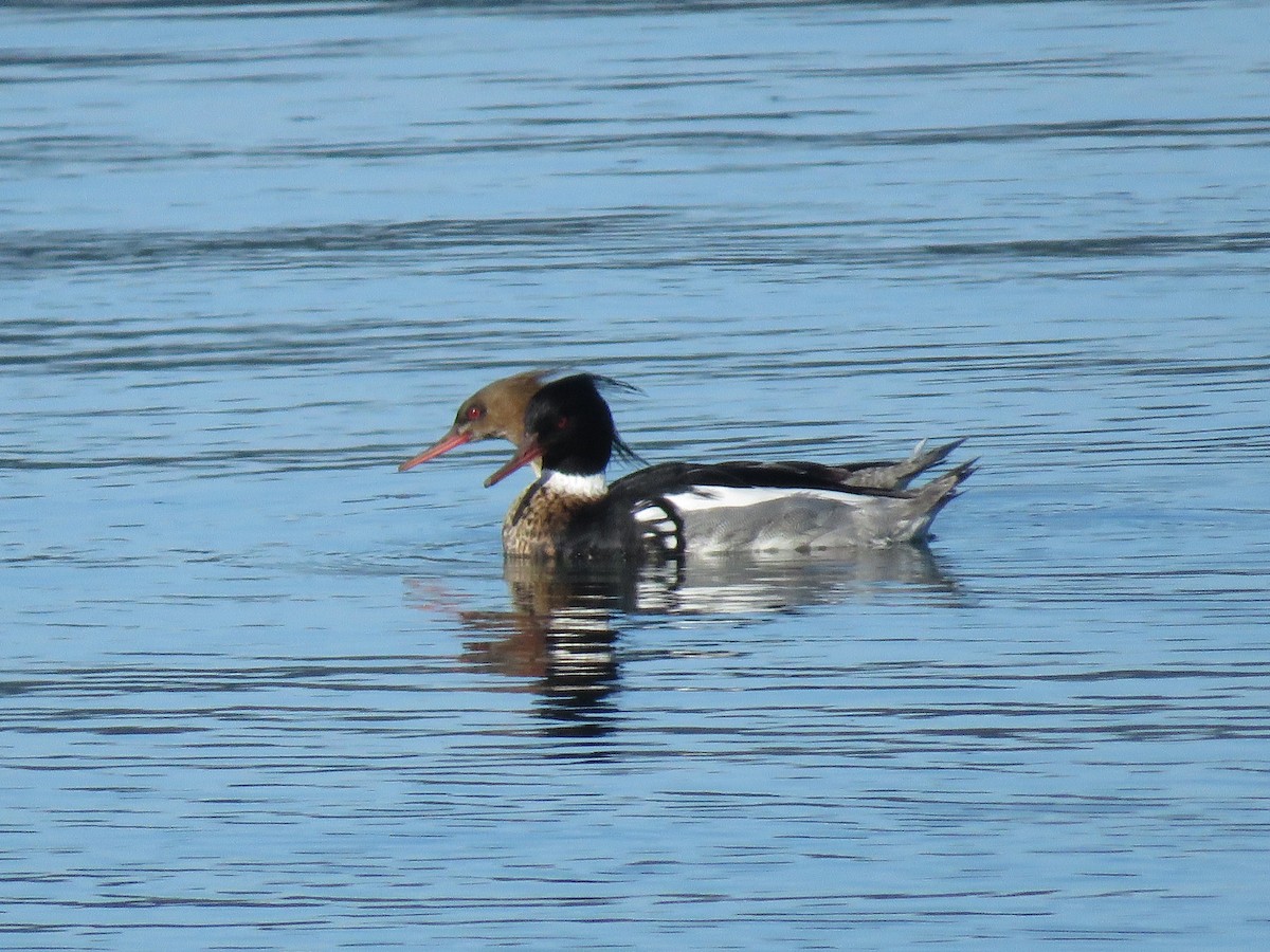 Red-breasted Merganser - Bea Harrison