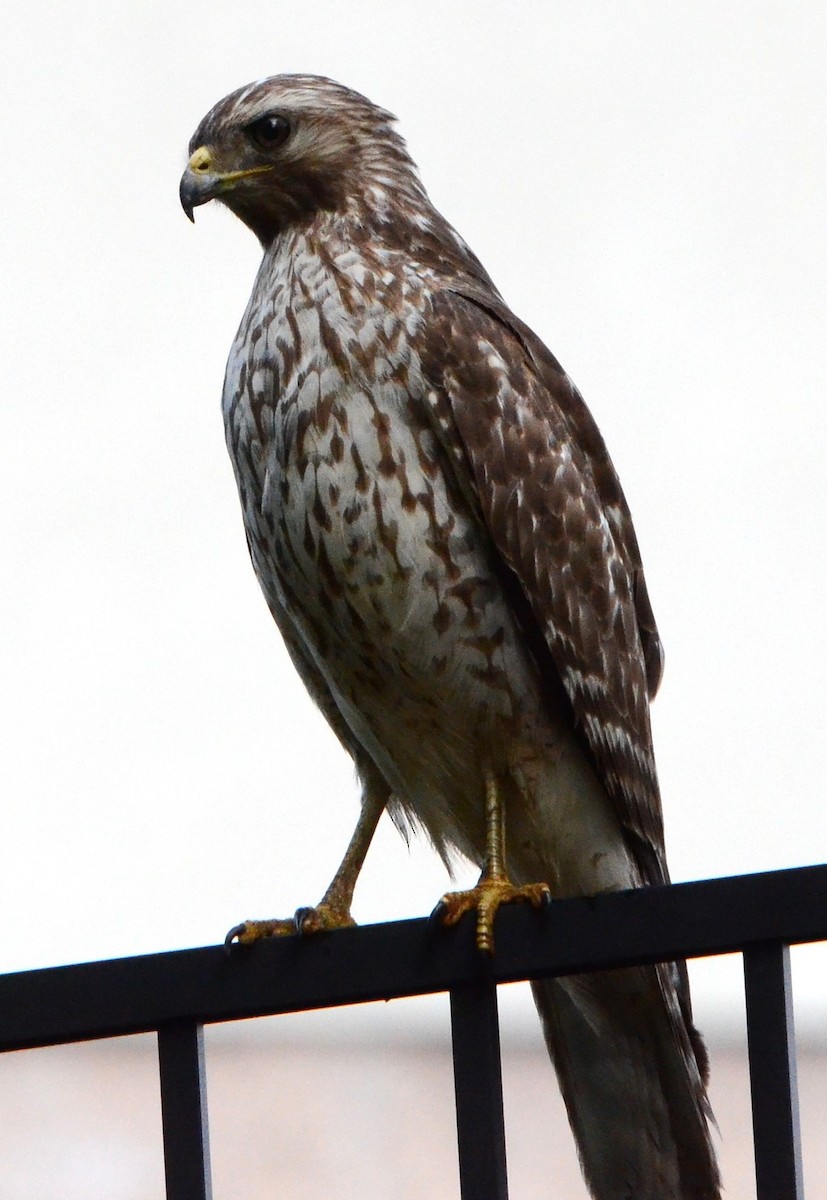 Red-shouldered Hawk - ML617690043