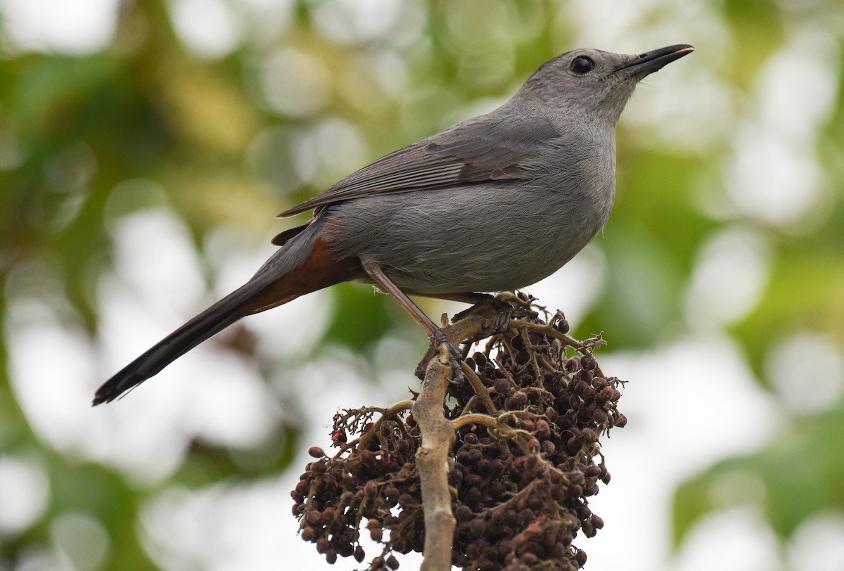 Gray Catbird - ML617690056