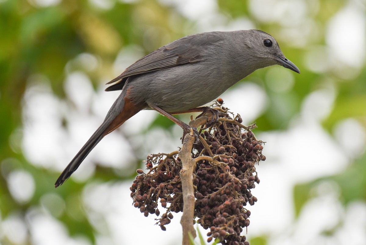 Gray Catbird - ML617690057