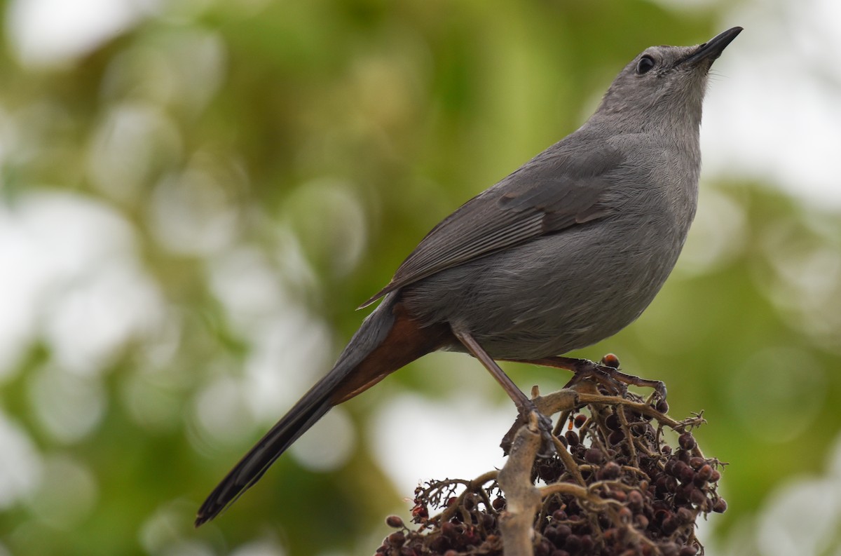 Gray Catbird - ML617690058